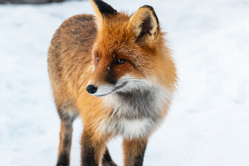 Fototapeta premium Red fox on the snow in Russia, Leningradskaya oblast