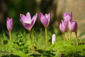 Fototapeta premium Blooms of autumn crocuses on a blurry background - Colchicaceae