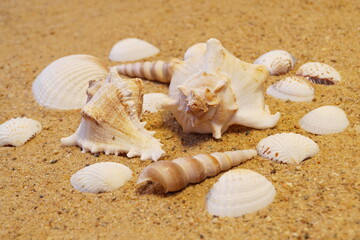 Different types of shells lie on the sandy shore. Close-up horizontal photo.
