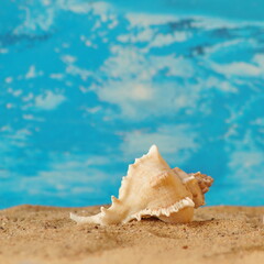 Obraz na płótnie Canvas The seashell lies on the sand. Close-up photo has a place for your inscriptions