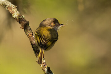 collecting for the nest