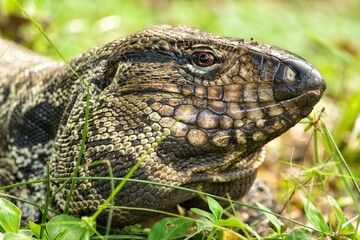 green iguana lizard