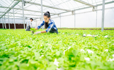 Happy young adult asian woman harvesting lettuce vegetable in a greenhouse hydroponic farm. Fresh...