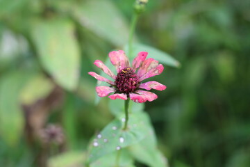 Pink flowers that have started to wither