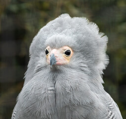 Obraz premium African harrier hawk (Polyboroides typus) portrait. Beautiful African bird of prey closeup shot.