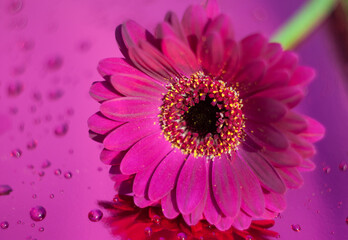 one purple gerbera on neon purple background, close angle, spring mood, flower