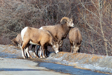 Naklejka premium family of bighorn sheep grazing on side of river, multiple rocky mountain sheep with spring forest branches background