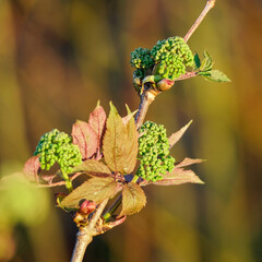 Obraz premium Bud blooming in spring season on blurred background
