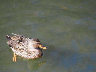 BEAUTIFUL WILD DUCKS SWIMMING IN THE RIVER