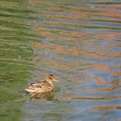 BEAUTIFUL WILD DUCKS SWIMMING IN THE RIVER