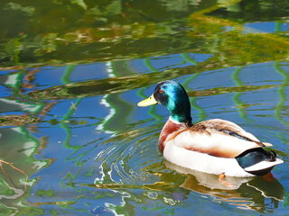 BEAUTIFUL WILD DUCKS SWIMMING IN THE RIVER