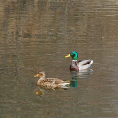 BEAUTIFUL WILD DUCKS SWIMMING IN THE RIVER