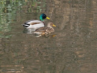 BEAUTIFUL WILD DUCKS SWIMMING IN THE RIVER