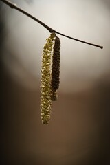 catkins of a willow