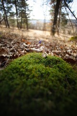 Countryside landscape at the end of winter without snow.