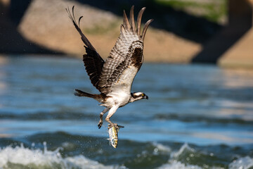 osprey in flight