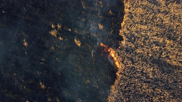 Aerial view Fire extinguishing. Fireman extinguishing burning dry grass. Open flames of fire and smoke. Yellow dry grass and black ash from burnt plants.Ecological catastrophy. Fire on field in steppe