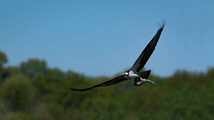 Osprey with a fish