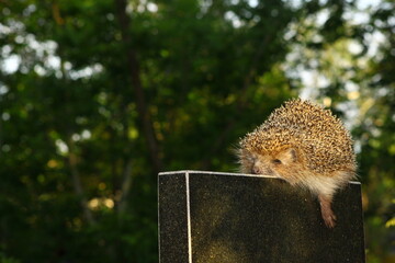 Закат для ёжика 