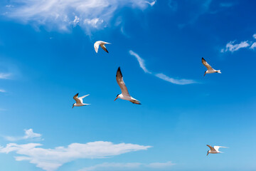 Seagulls flying in the blue sky with clouds