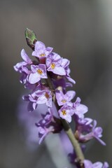 Poison Daphne (Daphne mezereum) is a highly poisonous shrub from the family Sparrowhawk.