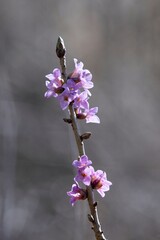Poison Daphne (Daphne mezereum) is a highly poisonous shrub from the family Sparrowhawk.