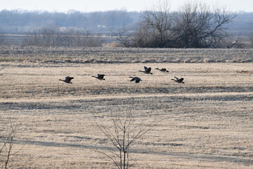 Geese Flying Over a Farm Field