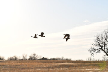 Flock of Geese