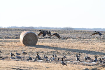 Fototapeta na wymiar Geese Flying Over a Hay Field