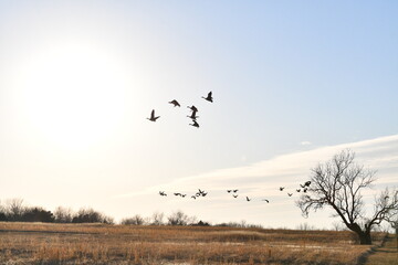 Flock of Geese Flying in a Sunset Sky