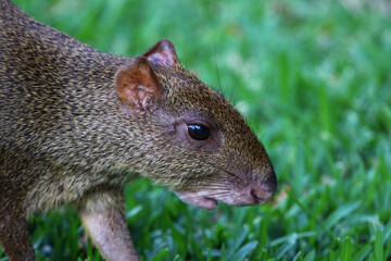 Obraz premium The face of aCentral American Agouti (Dasyprocta punctata), shot near Playa Del Carmen, Mexico.