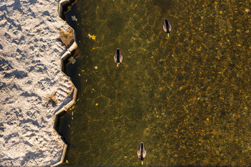 ducks in the river Isar in autumn