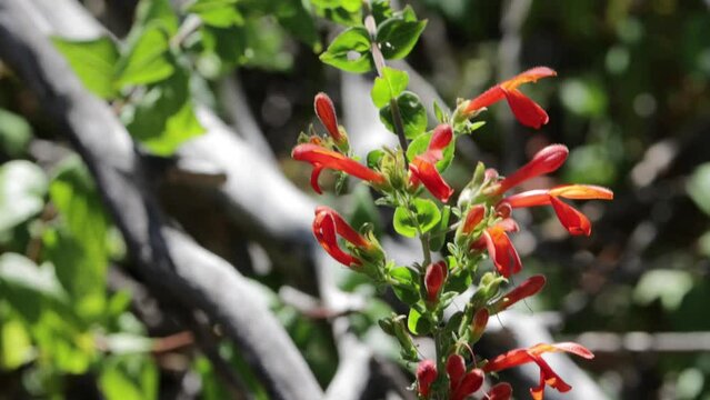 Red flowering terminal racemose panicle inflorescence of Keckiella Cordifolia, Plantaginaceae, native perennial monoclinous deciduous subshrub in the San Gabriel Mountains, Summer.