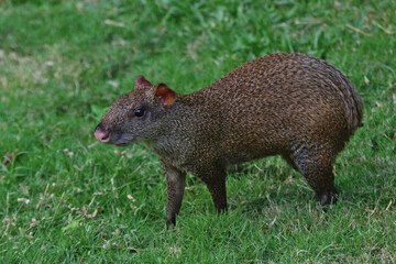 A Central American Agouti (Dasyprocta punctata) feeding, shot near Playa Del Carmen, Mexico.