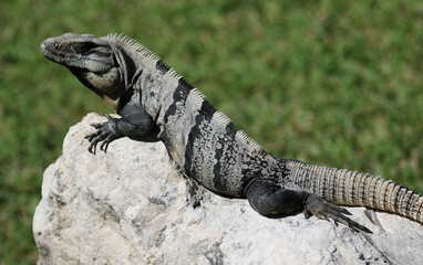 A Black Spiny-tailed Iquana (Ctenosaura similis) sitting on a rock, shot in Playa Del Carmen,...