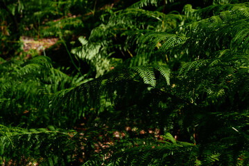 fern leaves