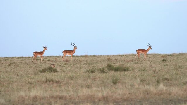 Impala - Aepyceros melampus medium-sized antelope found in eastern and southern Africa. The sole member of the genus Aepyceros, jumping and fast running mammal. Group on the savannah horizon.
