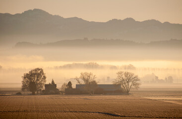 Misty Rural Farmland During Sunrise. Ground fog shrouds these fertile farmlands in the magnificent...