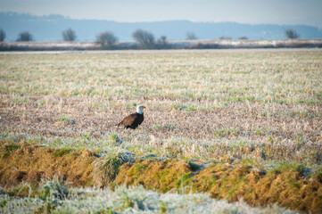 Bald Eagle in a Farm Field After Capturing Its Prey. Winter farmland provides easy hunting for this mature American bald eagle as it devours its meal in the Skagit Valley of western Washington state.