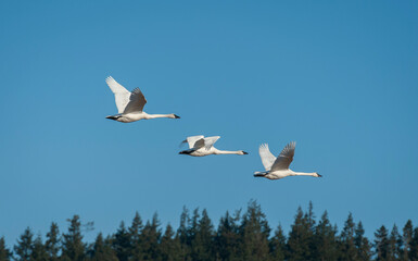 Trumpeter Swans in Flight Beginning Their Migration to Alaska. The Skagit Valley supports the largest concentration of wintering Trumpeter Swans in North America. Seen here in the Skagit Valley, WA.