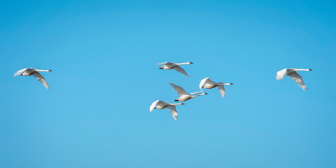 Trumpeter Swans in Flight Beginning Their Migration to Alaska. The Skagit Valley supports the largest concentration of wintering Trumpeter Swans in North America. Seen here in the Skagit Valley, WA.