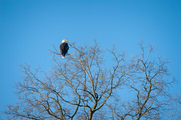 Mature Bald Eagle Perched in a Tree Against a Blue Sky. Poised to descend on an unsuspecting prey this beautiful and majestic animal rests between meals. Seen in the Skagit Valley, Washington state.