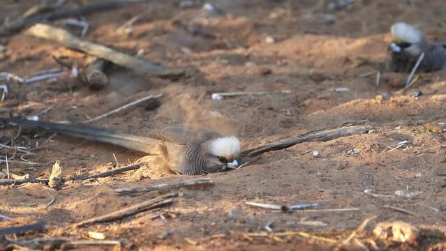 White-headed Mousebird - Colius leucocephalus bird in Coliidae, found only in east Africa, Somalia and Kenya, Ethiopia and Tanzania, it inhabits arid bushland, long tail and crest on the head.