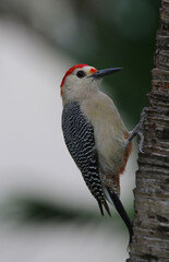 A Golden-fronted Woodpecker (Melanerpes aurifrons) perched a tree, shot in Playa Del Carmen, Mexico.