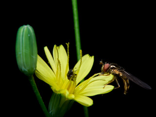 fly on a flower