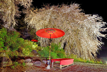身延桜（妙法寺のしだれ桜）