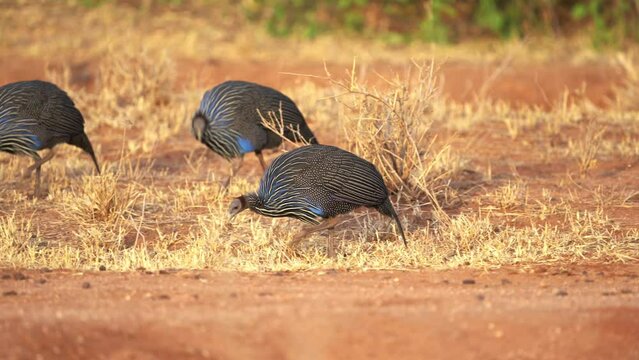 Vulturine Guineafowl - Acryllium vulturinum the largest extant species of guineafowl. Big ground gregarious bird with blue polumage in savannah of Kenya, running animal. 