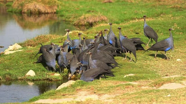 Vulturine Guineafowl - Acryllium vulturinum the largest extant species of guineafowl. Big ground gregarious bird with blue polumage in savannah of Kenya, running animal. Drinking water from the pond.