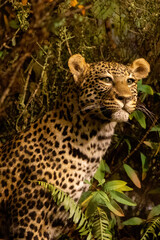 Fototapeta na wymiar close up of leopard