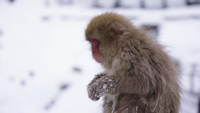 Snow Monkey in Winter, Close up of Face as it Eats Mountain Food